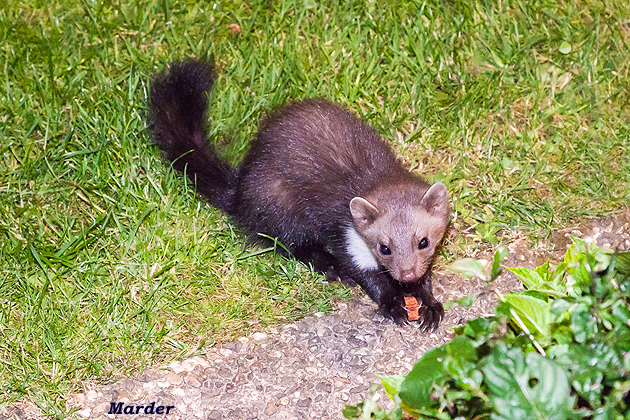 Bilder von Peter Krmer